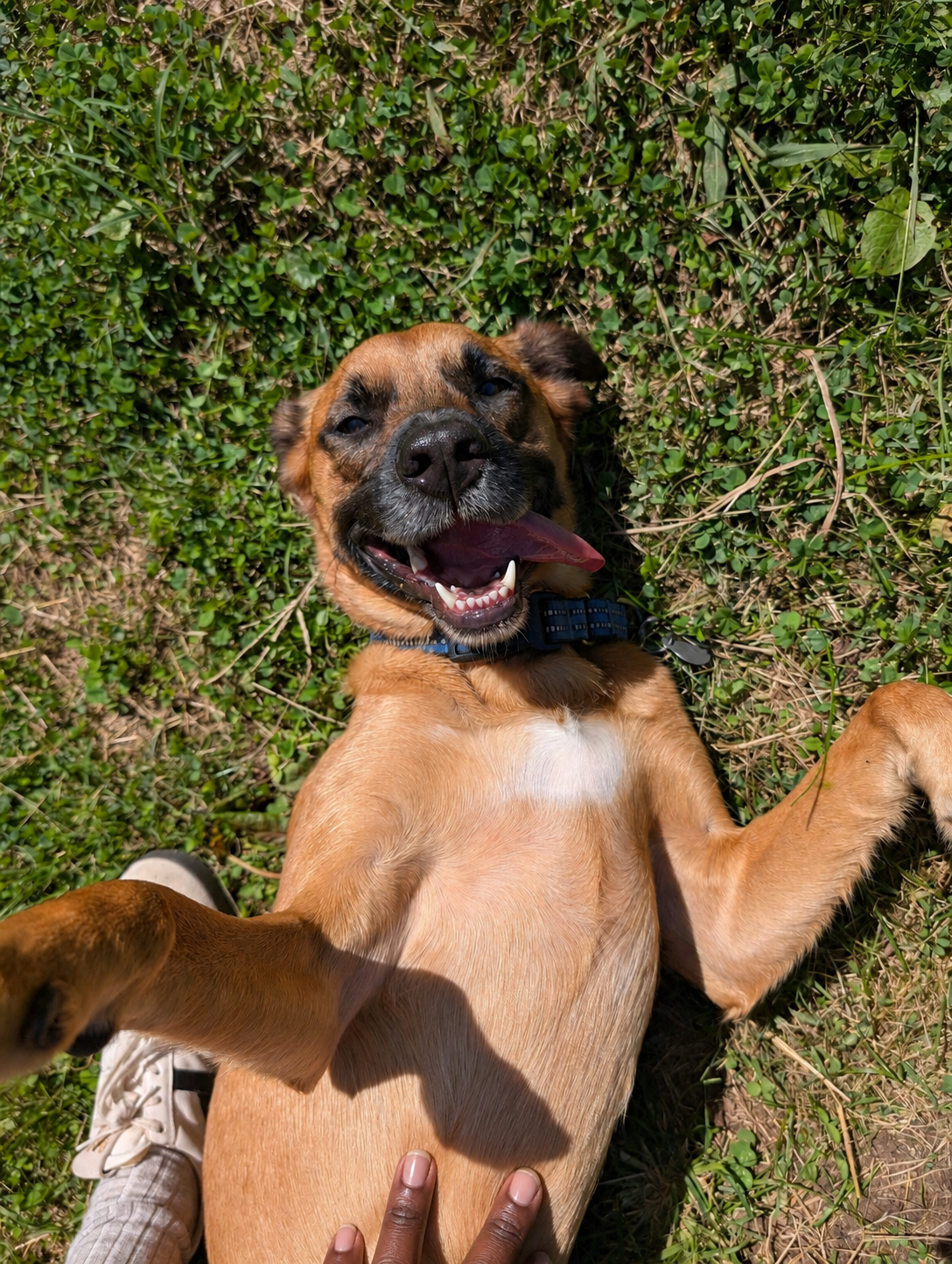 Is Your Dog Spoiled, or Are You Just Meeting Their Emotional Needs?