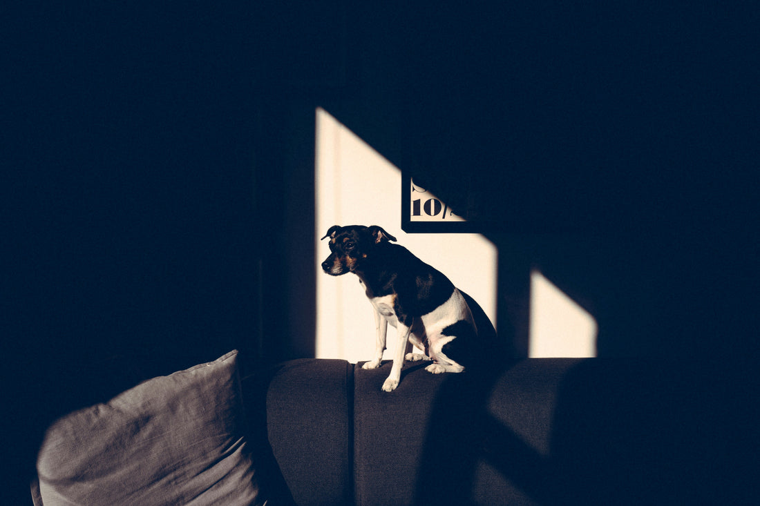 Your Dog Is Not the Head of Household.