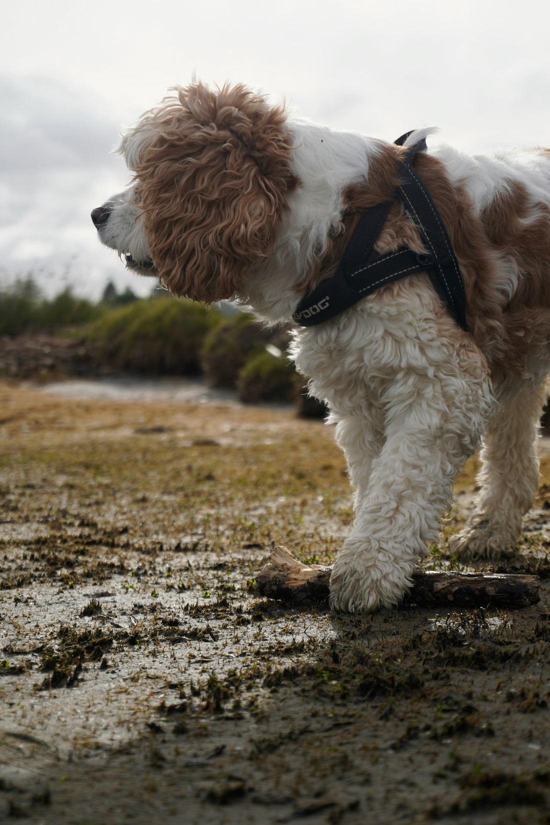 Your Dog's Paws Are Dirtier Than You Think. But Are You Cleaning Them Wrong?