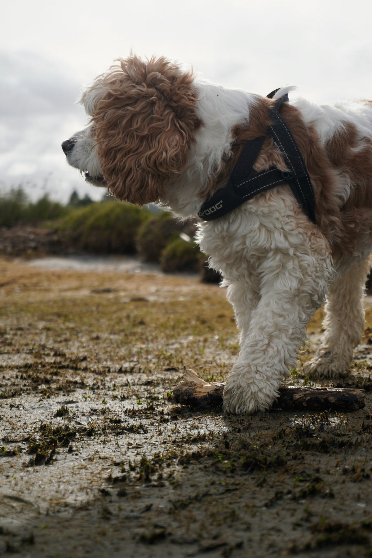 Your Dog's Paws Are Dirtier Than You Think. But Are You Cleaning Them Wrong?
