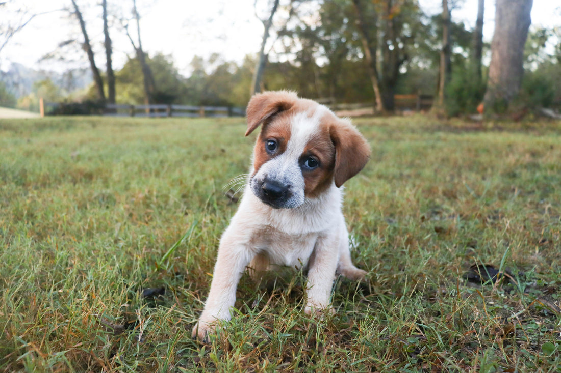 Your Dog Isn't Stubborn. They Might Just Be Confused.