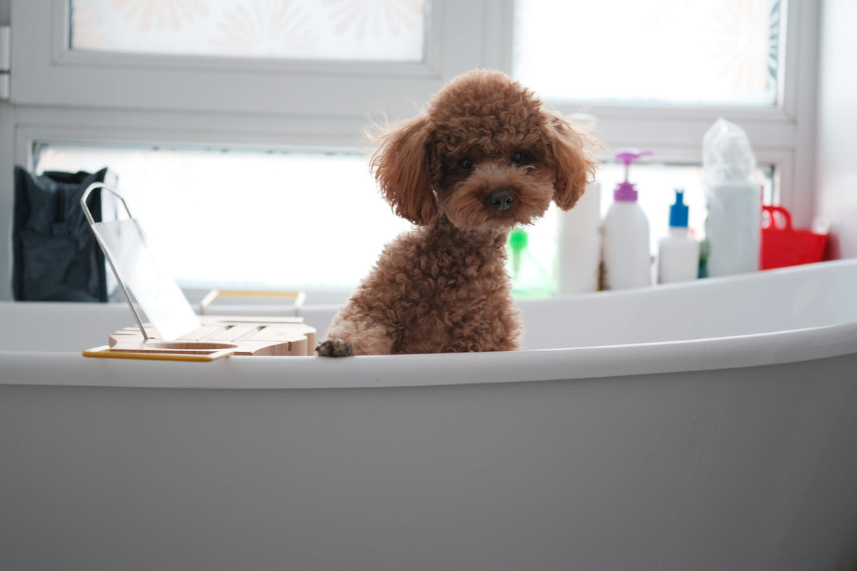 Your Dog Doesn't Need a Bath Every Sunday. Yes, We Said It.